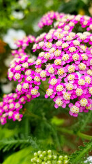 Vibrant Fuchsia Pink Yarrow Blossoms in Full Bloom