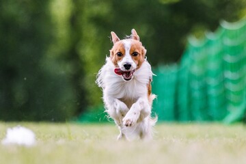 Tan and white Kooikerhundje dog running lure course dog sport