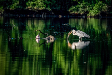 Great blue heron with prey on the pond