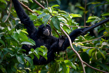 Siamang (Symphalangus syndactylus), Siamese monkey's