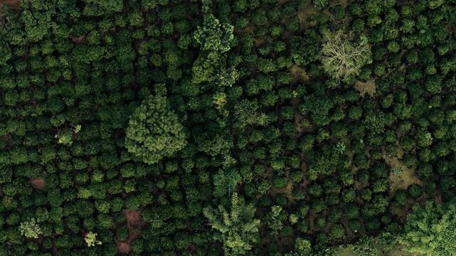Top down drone footage of a Robusta coffee plantation in Vietnam