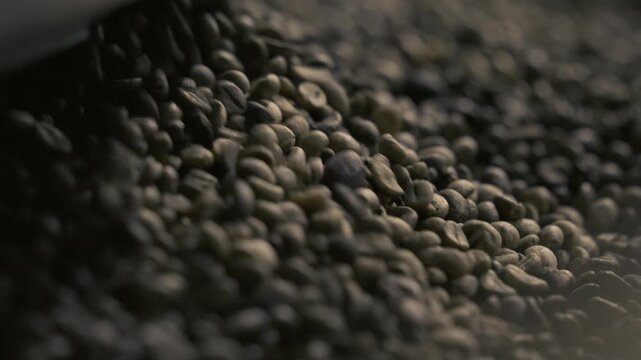 Robusta coffee beans sieved before roasting in factory