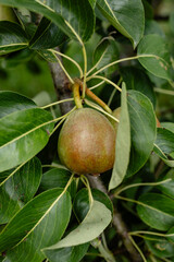 Pear Growing on Tree in Garden
