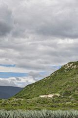 Fototapeta premium Oaxaca agave field in a beautiful mountain landscape in Mexico.