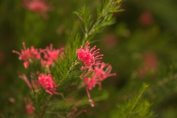 Closeup of bright pink grevillea flowers