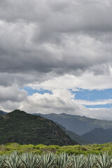 Fototapeta premium Agave field in a beautiful mountain landscape in Oaxaca Mexico.