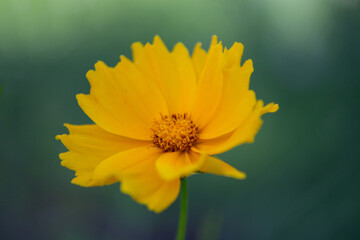 Single Yellow Daisy-Like Flower (Coreopsis) blurred background