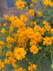 Orange Cosmo Flowers in Summer