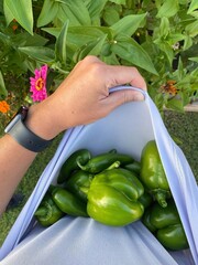 Bell Peppers in Kitchen Garden
