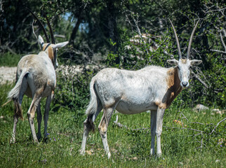 Antelopes with long curved horns standing in grass.