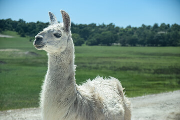 Obraz premium White llama standing in a grassy field under a clear blue sky.