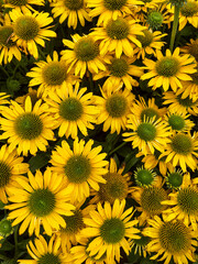 Vibrant yellow flowers with green centers and lush foliage.