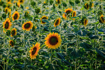 A field of sunflowers in full bloom.