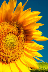 Naklejka premium Close-up of an organically grown sunflower with a blue sky background.