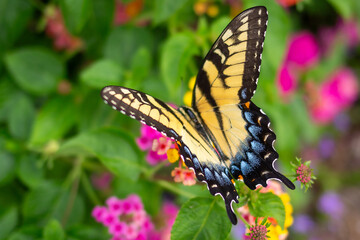 Butterfly in garden with vibrant flowers and lush green foliage
