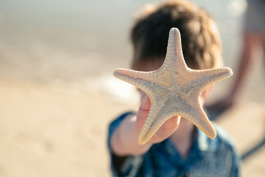 Child boy holding underside of starfish on the beach