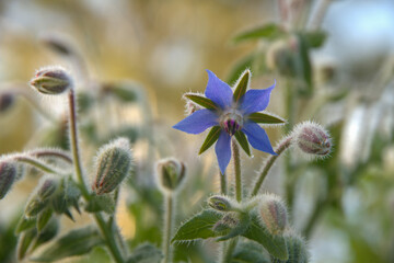 Closeup of blue borage flowers growing in a garden