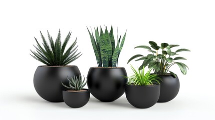 Collection of potted plants with black pots in a white background