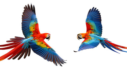 Fototapeta premium Two Colourful Parrots, a Red Macaw and a Blue and Yellow Macaw, Flying Together in a Tropic_1(333)
