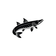 shark illustration