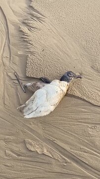 Dead penguin washed ashore, lying on sandy beach; Slow zoom in, top angle. Punta del Diablo, Uruguay