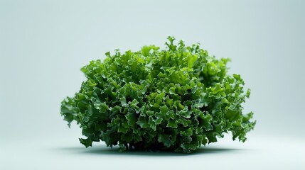 Obraz premium Fresh Green Lettuce