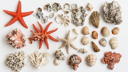 A collection of sea stars, shells, and coral displayed on a white background.
