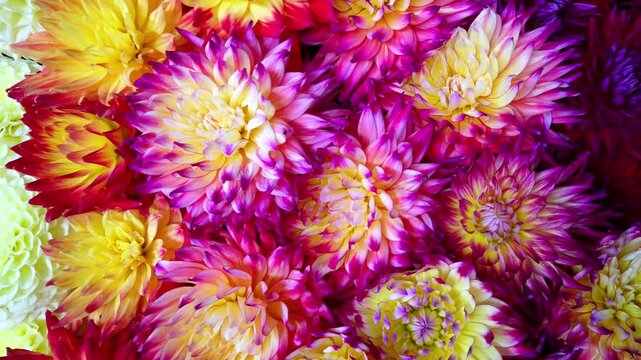 Dalia Flowers in different colours