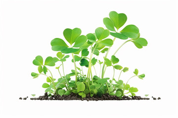 Young green sprouts, white isolated background, microgreens.