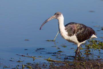 A young Straw Necked Ibis with iridescent plumage, wades through swamp waters and looks for...
