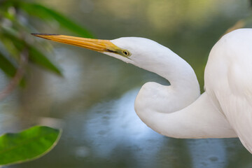 A Great Egret with its distinctive snake curved neck seen close up as it stalks through the water at the edge of a wetland in search of a tasty morsel on the Gold Coast in Queensland, Australia.