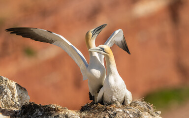 Basst&ouml;lpel (Morus bassanus)