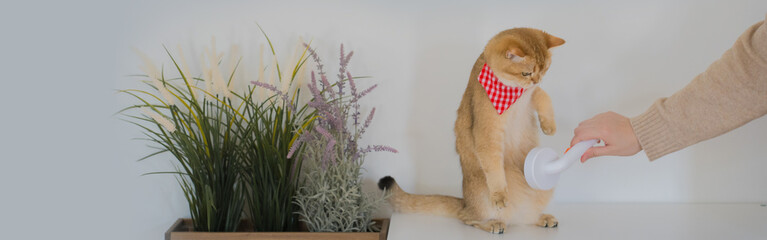 pet care concept with owner during brush and treatment hair to british cat in cat house