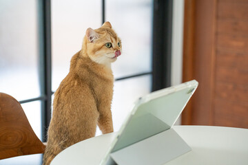 pet acivity concept with british cat stand and relax see laptop in living room