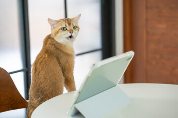 pet acivity concept with british cat stand and relax see laptop in living room