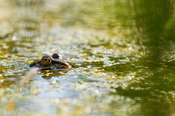 Żaba w stawie, na zielonym tle roślin.  © Elżbieta Kaps