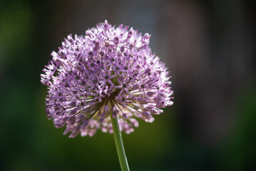 Kwiaty czosnku olbrzymiego fioletowe, w ogrodzie.  © Elżbieta Kaps