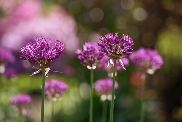 Kwiaty czosnku olbrzymiego fioletowe, w ogrodzie.  © Elżbieta Kaps
