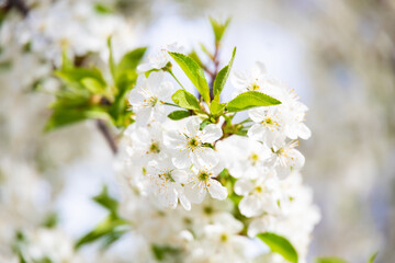 White flowers blooming apricot on a white background
