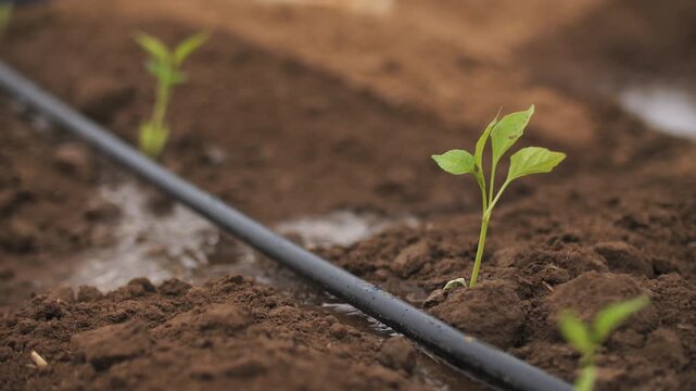 Drip irrigation in the garden