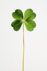 Four Leaf Clover on Table