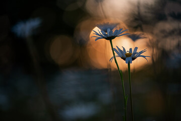 Białe kwiaty na łace.  © Elżbieta Kaps