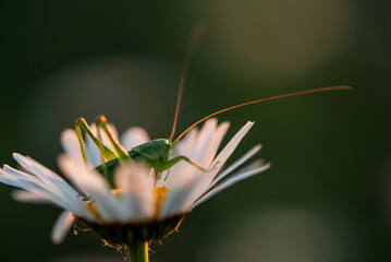 Białe kwiaty na łace.  © Elżbieta Kaps