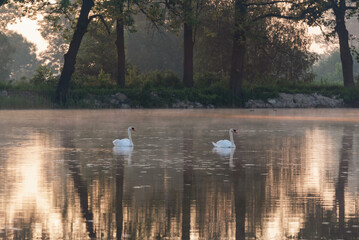 Łabędzie w stawie o świcie.  © Elżbieta Kaps