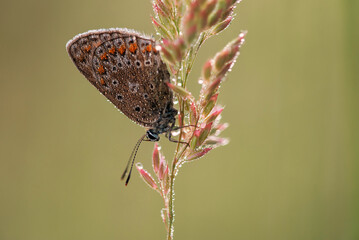 Piękny motyl na łące o świcie.  © Elżbieta Kaps