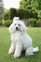 Puppy of white poodle sits on the garden