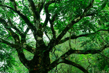 Branch of the old tree in the forest