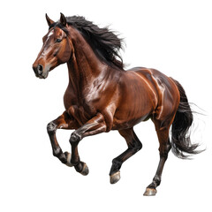 Obraz premium A horse isolated on a transparent background for web, banner, wallpaper