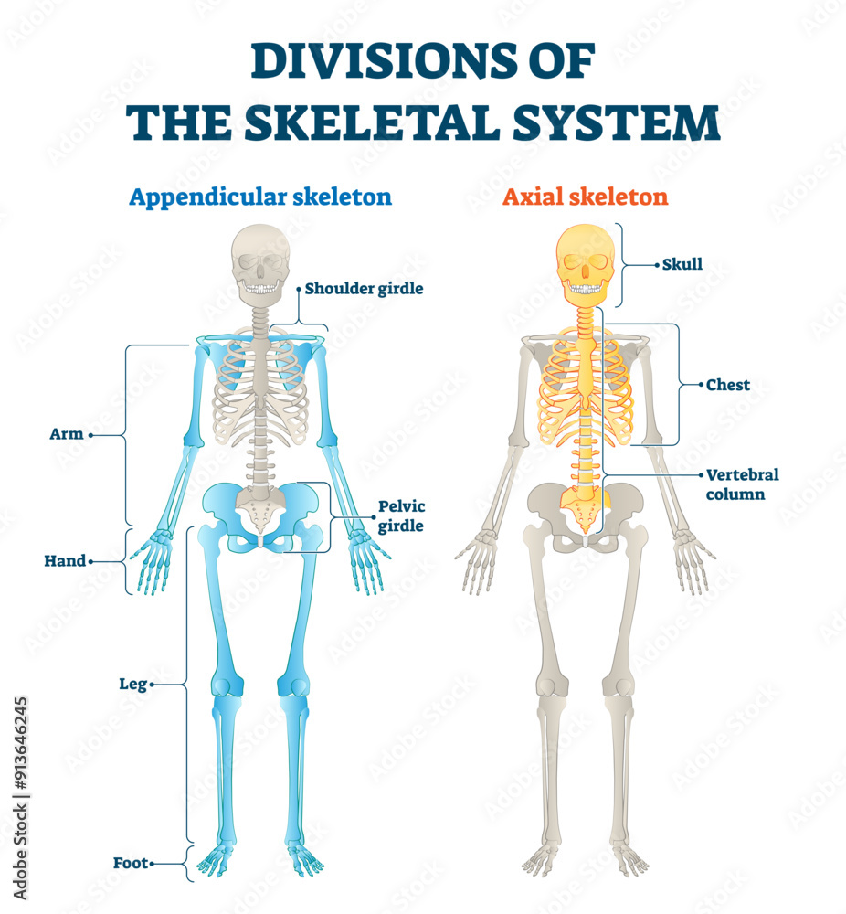 Poster divisions of appendicular and axial skeletal system labeled explanation, transparent background.anat