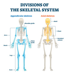 Divisions of appendicular and axial skeletal system labeled explanation, transparent background.Anatomical human inside bone model scheme with comparing both internal examples.